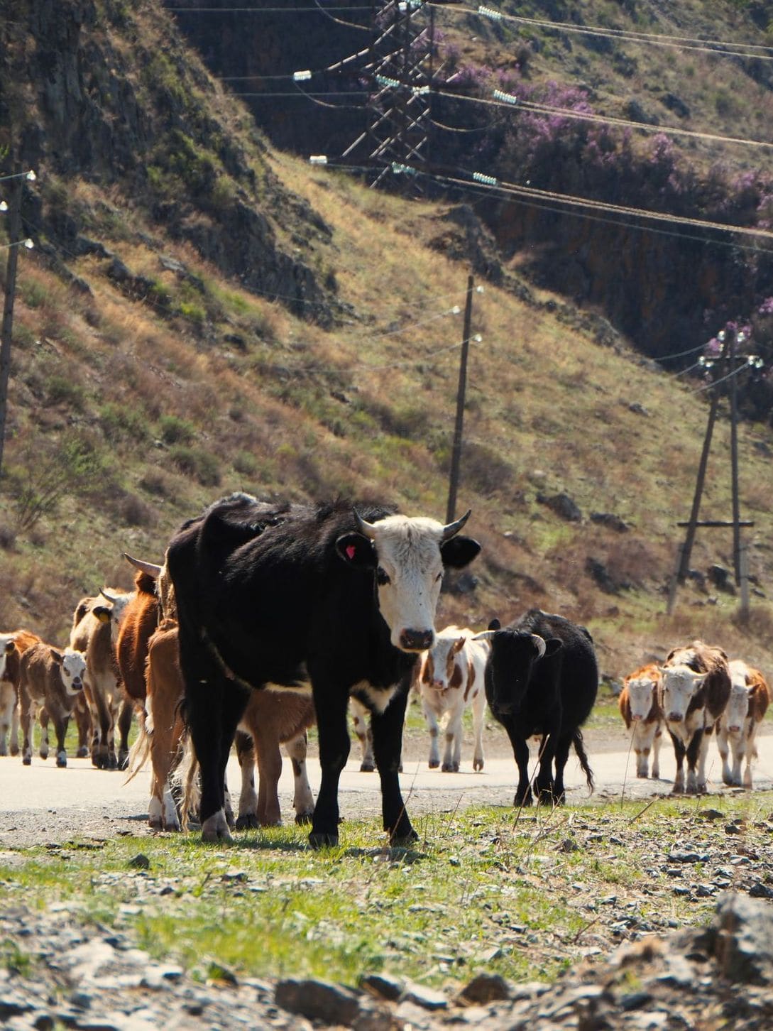 Sierra del Camino Ganadería 8